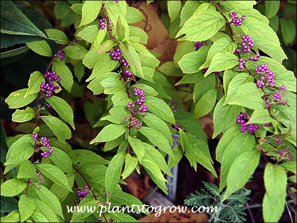 The fruit of Early Amethyist is very ornamental. October 18